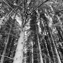 Load image into Gallery viewer, 11 - Haweswater Trees
