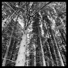 Load image into Gallery viewer, 11 - Haweswater Trees