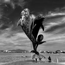 Load image into Gallery viewer, 31 - Playing Dolphins, Puerto Vallarta, Jalisco, Mexico